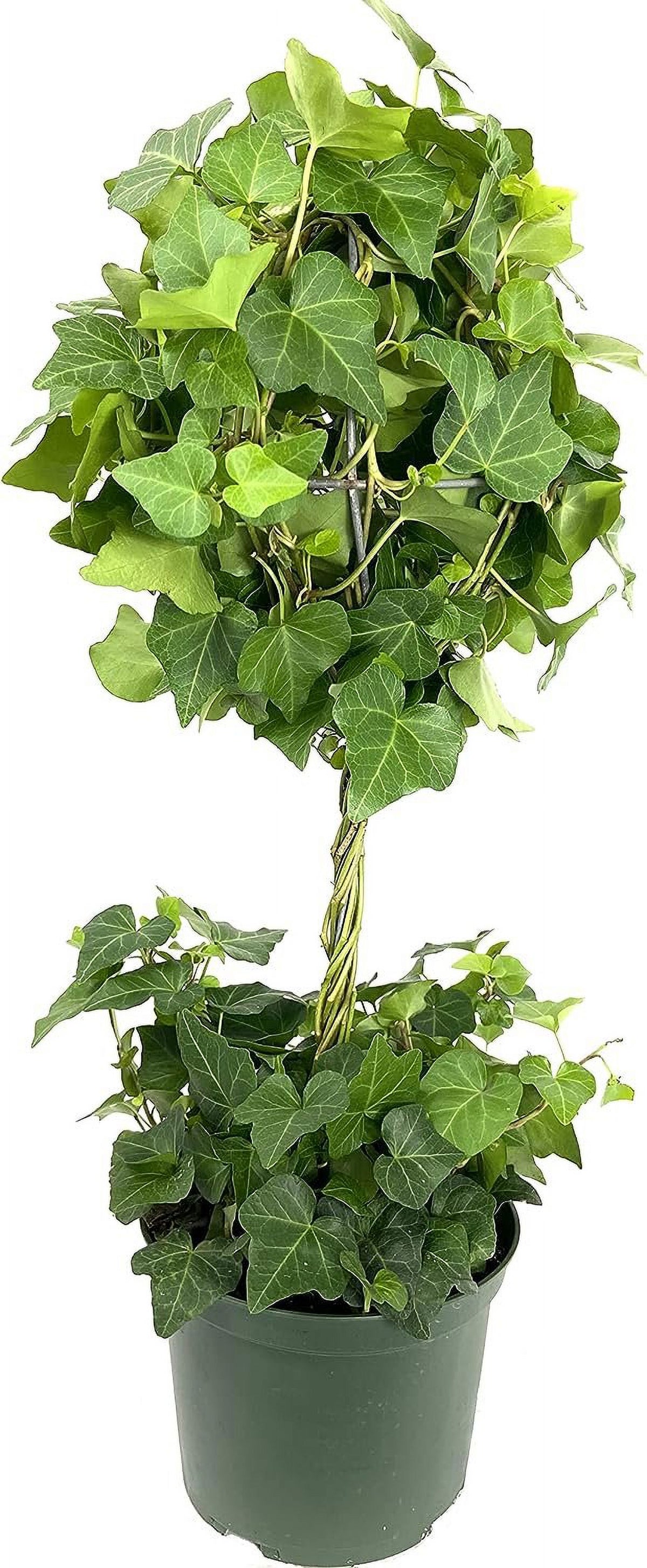 5 Live Plants in 6 Inch Growers Pots Indoor Houseplant Vine P38689