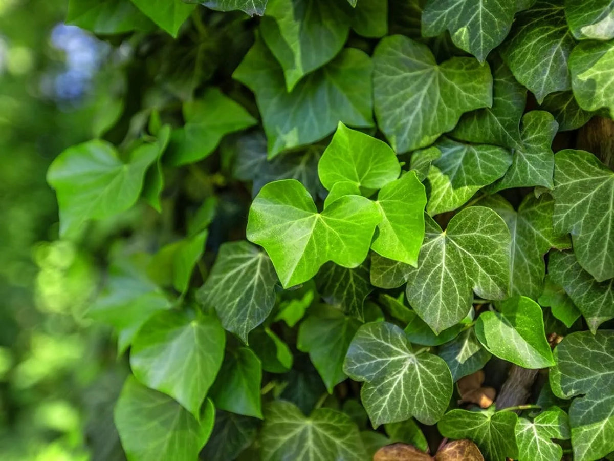 5 Live Plants in 6 Inch Growers Pots Indoor Houseplant Vine P38689
