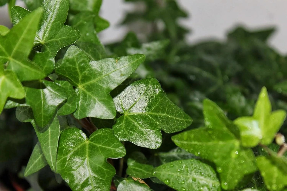 5 Live Plants in 6 Inch Growers Pots Indoor Houseplant Vine P38689